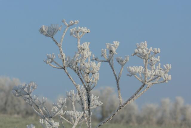Winterschönheit | Foto: Konrad Schomerus