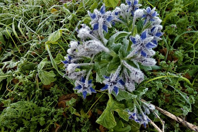 Vom Frost überrascht | Foto: Konrad Schomerus