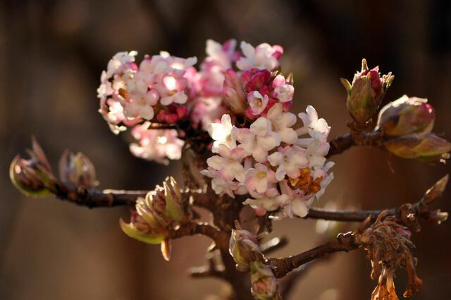Blüte des Duft-Schneeballs (Viburnum farreri) | Foto: Daniela Somers