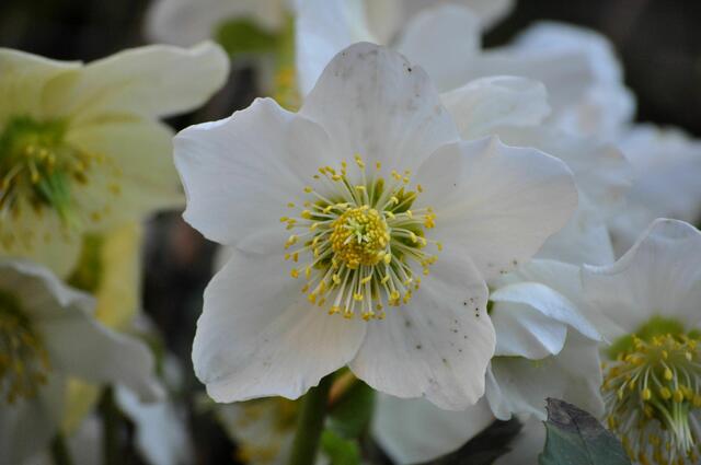 Christrose (Helleborus) sie ist in allen Teilen giftig. Aber wunderschön anzusehen. | Foto: Daniela Somers