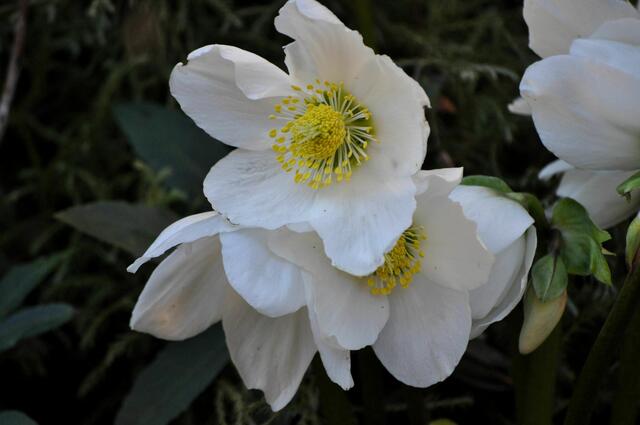 Christrose in voller Pracht. | Foto: Daniela Somers