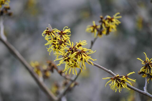 Blüte der Zaubernuss (Hamamelis) | Foto: Daniela Somers