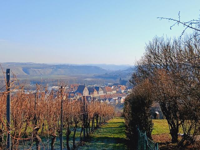 Zwischen den Reben ist Besigheim zu sehen.   | Foto: sigischlottke