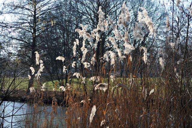 Noch kann man ein paar der dekorativen Gräserblüten im Wertwiesenpark sehen. | Foto: Daniela Somers