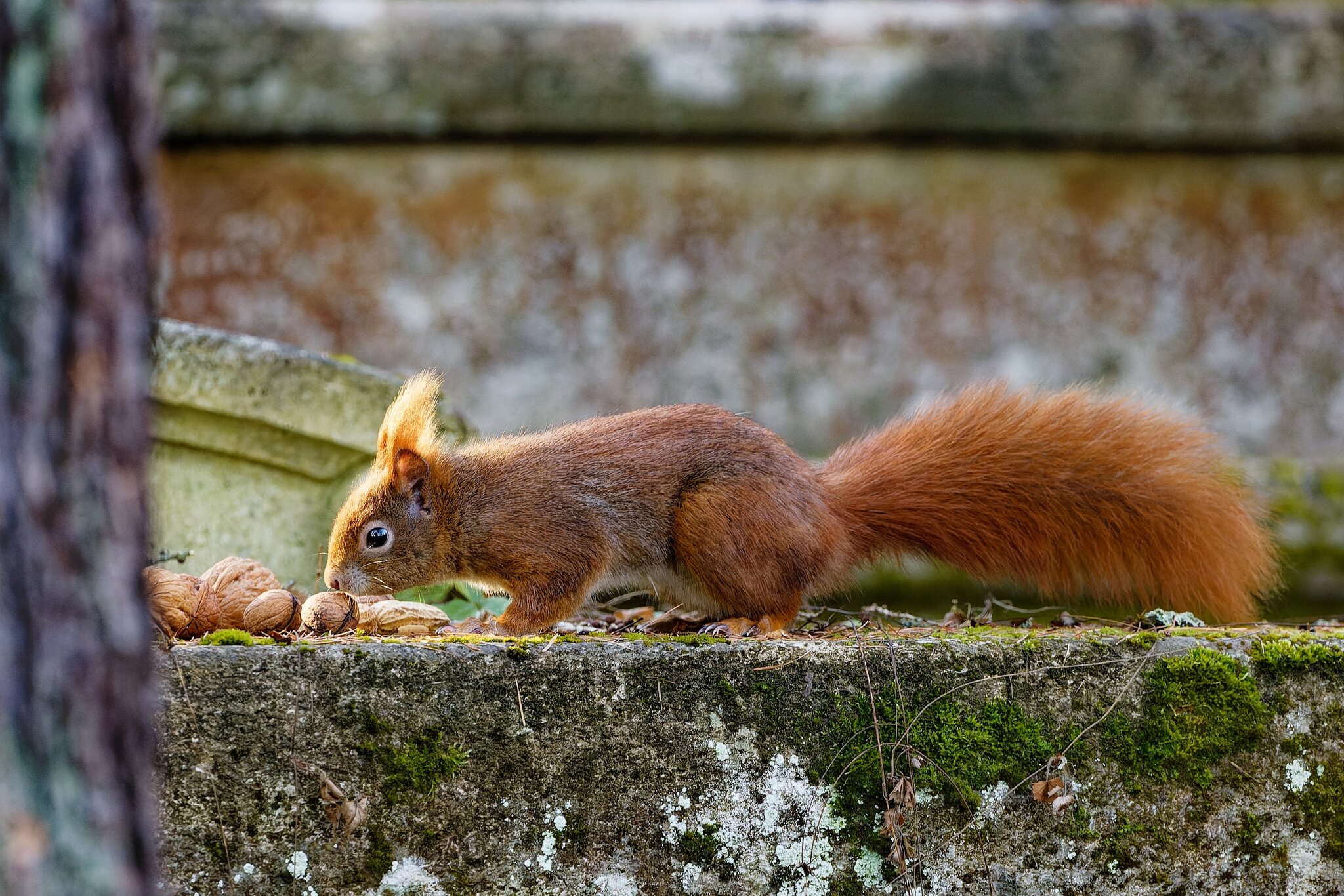 Heimatreporter unterwegs Auf Hörnchenpirsch im Hauptfriedhof Heilbronn