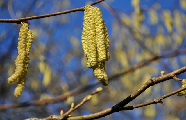 Auch die Hasel (auch Haselstrauch oder Haselnussstrauch), blüht schon. Die männlichen Kätzchen hängen am Strauch. Und wenn man genau hinschaut sieht man auch die kleinen roten, weiblichen Blüten. Die Hasel ist Einhäusig. Heißt: an einer Pflanze sind sowohl männliche, wie auch weibliche Blüten. | Foto: Daniela Somers