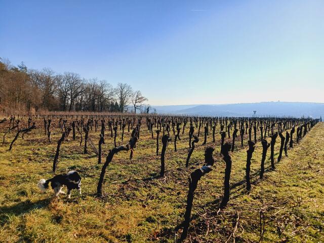 Die Reben stehen in Reih und Glied und warten auf den Frühling.   | Foto: sigischlottke