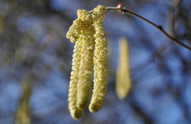 Die männlichen Blüten der Hasel fangen nun auch an ihre Pollen mit dem Wind zu vertreiben. In der Hoffnung auf weibliche Blüten (klein und rot) zu treffen. | Foto: Daniela Somers