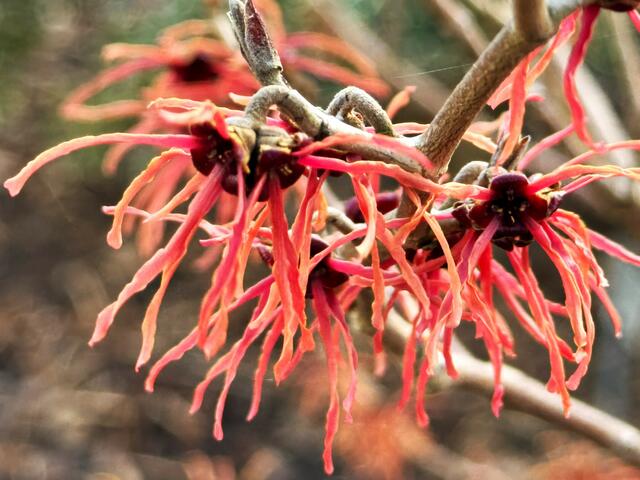 Foto: Heide Böllinger aus Bad Friedrichshall