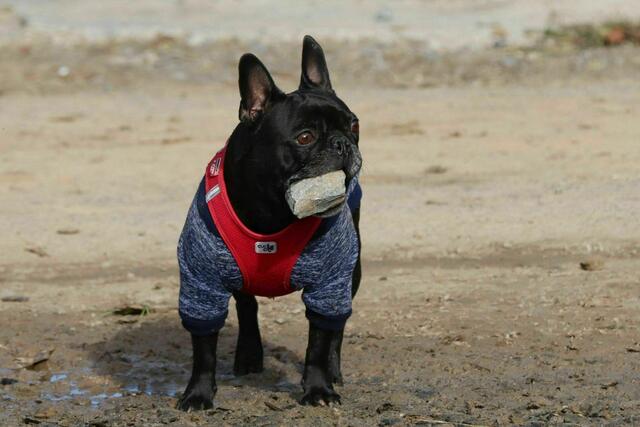 Emma Beim Steinsuchen - und Finden. | Foto: Uschi Dugulin