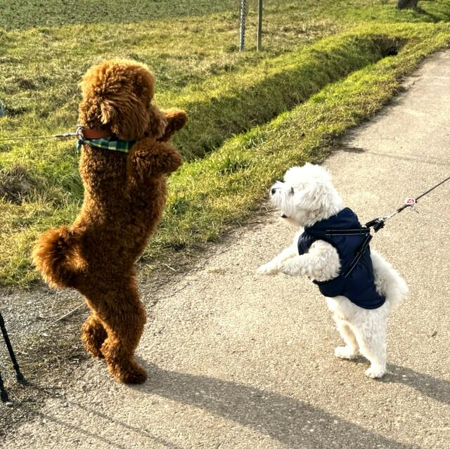 Benny spielt mit einem Hund, der ein Mäntelchen trägt.  | Foto: Heide Böllinger