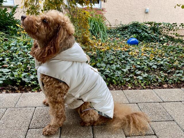 Trotz Kälte geht es raus - mit Mäntelchen ist das kein Problem | Foto: Heide Böllinger