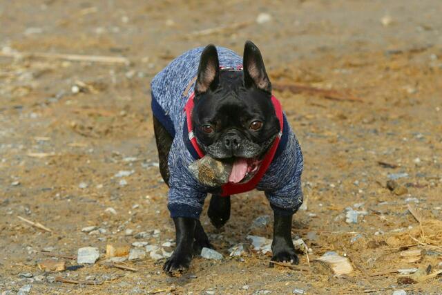 Emma in ihrem Element. | Foto: Uschi Dugulin