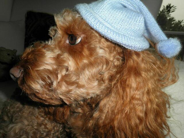 Das war natürlich nur ein Witzfoto - Emilie steht die Mütze aber einfach gut.  | Foto: Heide Böllinger