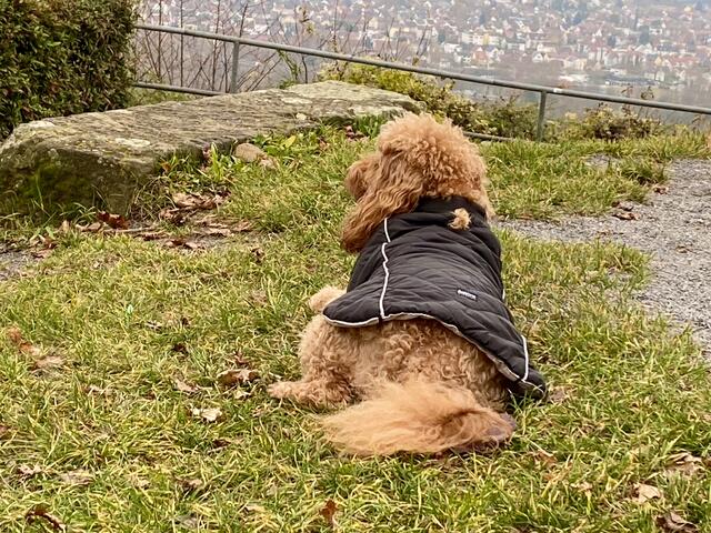 Emilie genießt die Aussicht.  | Foto: Heide Böllinger