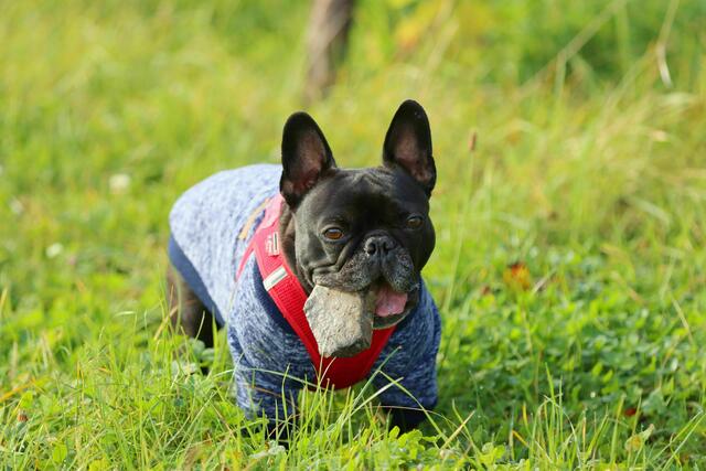 Die französische Bulldogge Emma sucht gerne Steine, und trägt dabei ihren schicken Hundepulli. | Foto: Uschi Dugulin