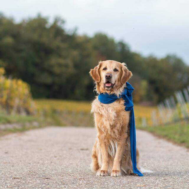 Auch Rocky trägt natürlich nur fürs Foto einen Schal.  | Foto: Felix Reber