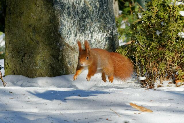 Skurril: Auf dieser Aufnahme von Wolfgang Kynast scheint das Eichhörnchen zu fliegen. | Foto: Wolfgang Kynast