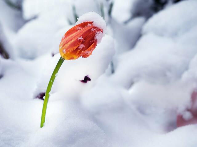 Ungewöhnlich: Dieser Frühjahrsblüher wurde nachts vom Schnee überrascht. Ein großartiger Kontrast zwischen Winter &amp; Frühling. | Foto: Rüdiger Reingräber