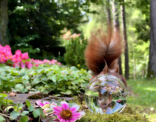 Einfallsreich: "Kann man ein Eichhörnchen im Lensball fotografieren?", fragte sich Moni Bordt. Dieses Foto beweist: Die Heimatreporter können es! | Foto: Moni Bordt