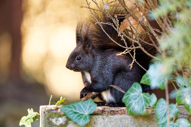 Seitenverhältnis 2:3 | Foto: WKY