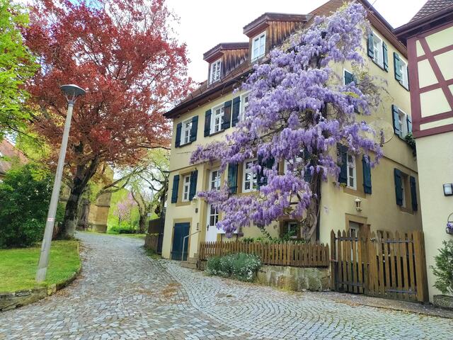 Eine herrliche Glyzinie. Wo schmückt sie das hübsche Haus? | Foto: sigischlottke