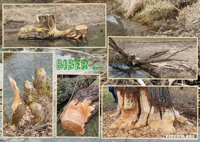 die Machenschaften der Biber | Foto: privat Sibylle Tröber