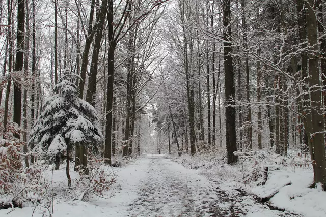 Schneewanderung im Schwäbisch Haller Stadtwald | Foto: Ralf Röser