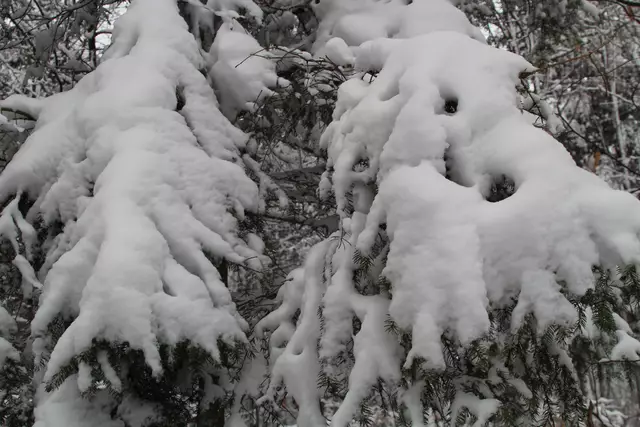 Schneewanderung im Schwäbisch Haller Stadtwald | Foto: Ralf Röser