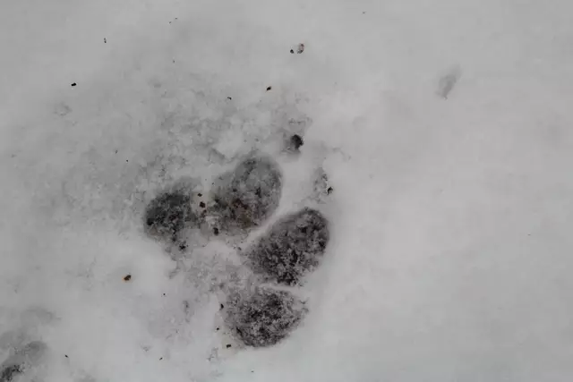 Schneewanderung im Schwäbisch Haller Stadtwald | Foto: Ralf Röser