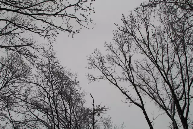Schneewanderung im Schwäbisch Haller Stadtwald | Foto: Ralf Röser