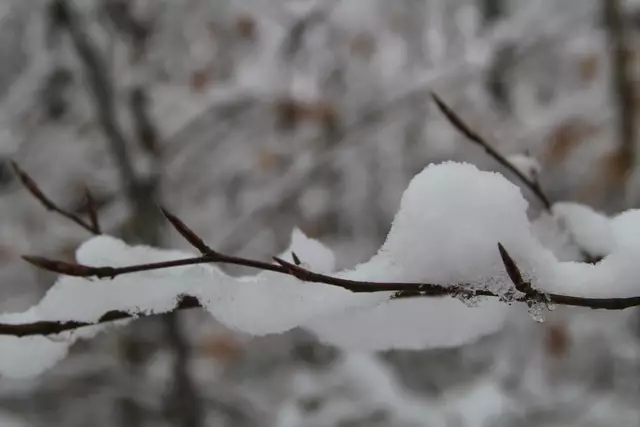 Schneewanderung im Schwäbisch Haller Stadtwald | Foto: Ralf Röser