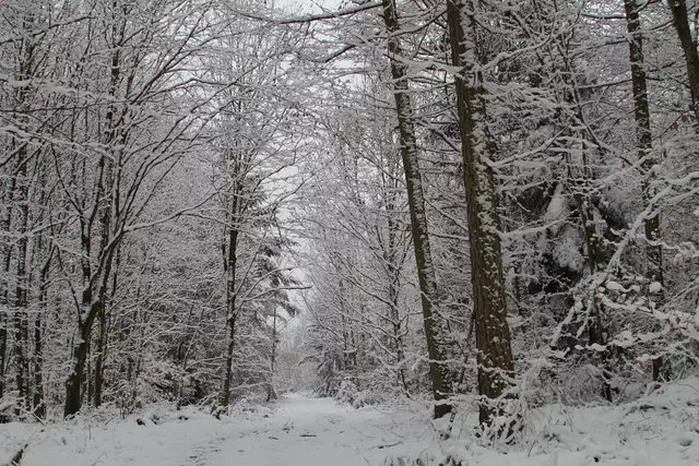 Schneewanderung im Schwäbisch Haller Stadtwald | Foto: Ralf Röser