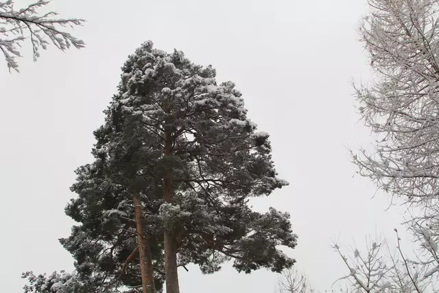 Schneewanderung im Schwäbisch Haller Stadtwald | Foto: Ralf Röser