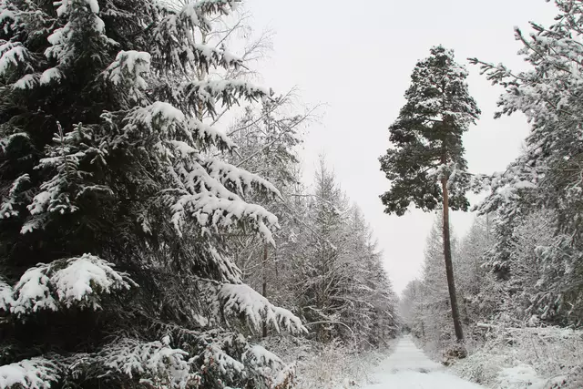 Schneewanderung im Schwäbisch Haller Stadtwald | Foto: Ralf Röser