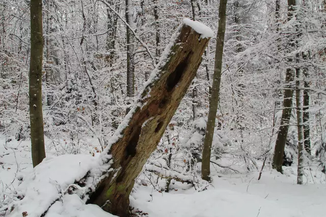 Schneewanderung im Schwäbisch Haller Stadtwald | Foto: Ralf Röser