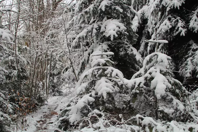 Schneewanderung im Schwäbisch Haller Stadtwald | Foto: Ralf Röser
