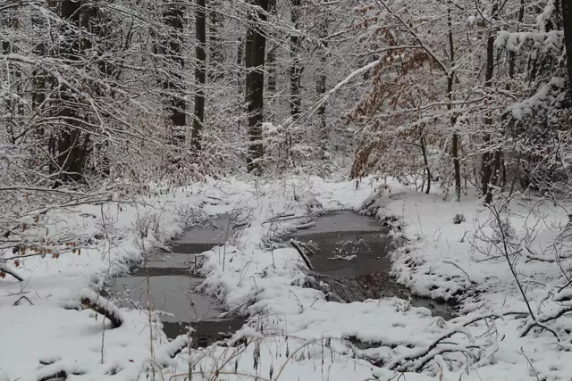 Schneewanderung im Schwäbisch Haller Stadtwald | Foto: Ralf Röser