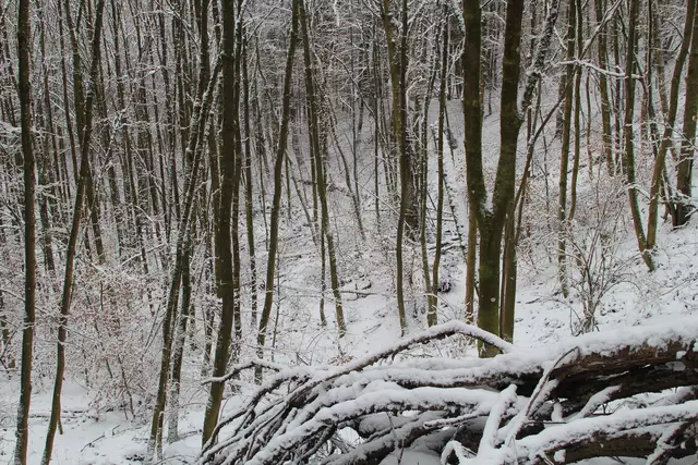 Schneewanderung im Schwäbisch Haller Stadtwald | Foto: Ralf Röser