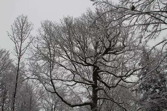 Schneewanderung im Schwäbisch Haller Stadtwald | Foto: Ralf Röser