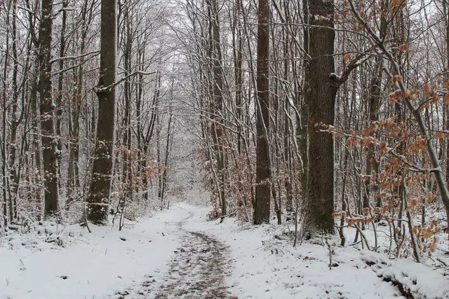 Schneewanderung im Schwäbisch Haller Stadtwald | Foto: Ralf Röser