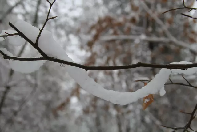Schneewanderung im Schwäbisch Haller Stadtwald | Foto: Ralf Röser
