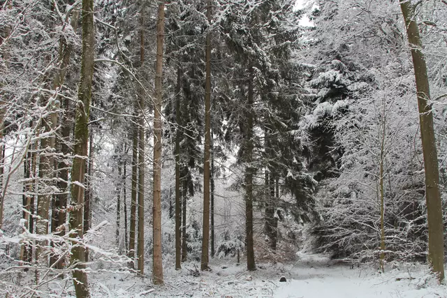 Schneewanderung im Schwäbisch Haller Stadtwald | Foto: Ralf Röser