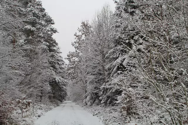 Schneewanderung im Schwäbisch Haller Stadtwald | Foto: Ralf Röser