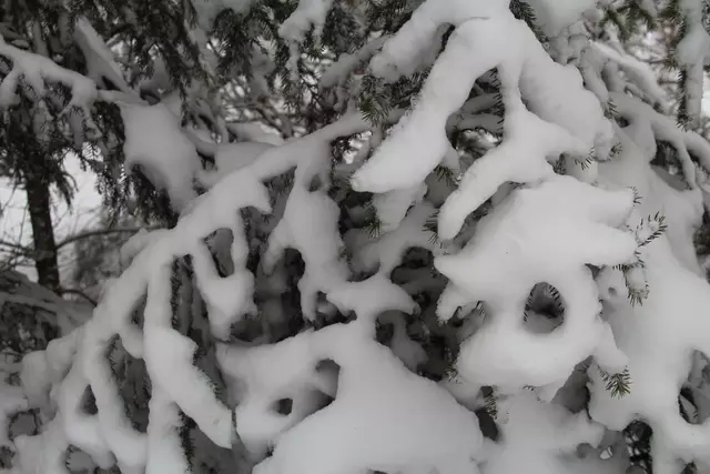 Schneewanderung im Schwäbisch Haller Stadtwald | Foto: Ralf Röser