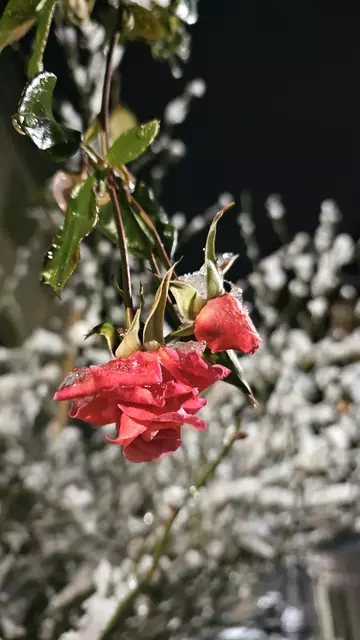 Rosen im Schnee - Schlossstraße Neuenstein  | Foto: Heinrich Brehm
