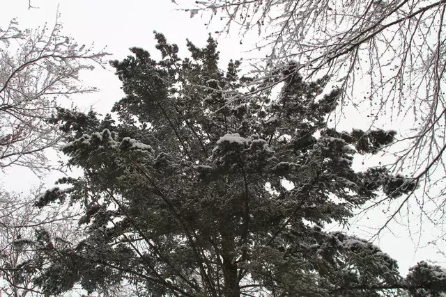 Schneewanderung im Schwäbisch Haller Stadtwald | Foto: Ralf Röser