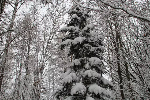 Schneewanderung im Schwäbisch Haller Stadtwald | Foto: Ralf Röser
