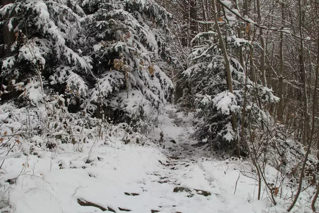 Schneewanderung im Schwäbisch Haller Stadtwald | Foto: Ralf Röser