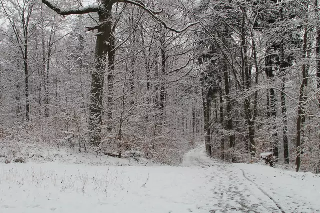 Schneewanderung im Schwäbisch Haller Stadtwald | Foto: Ralf Röser